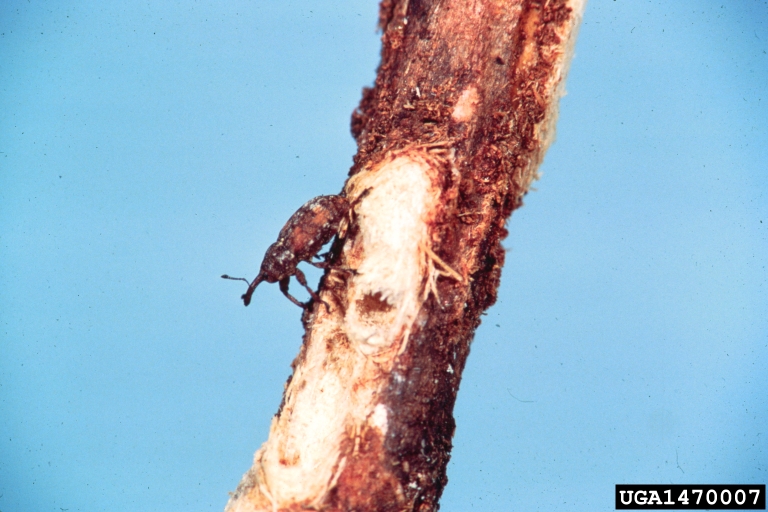 White pine weevil adult.